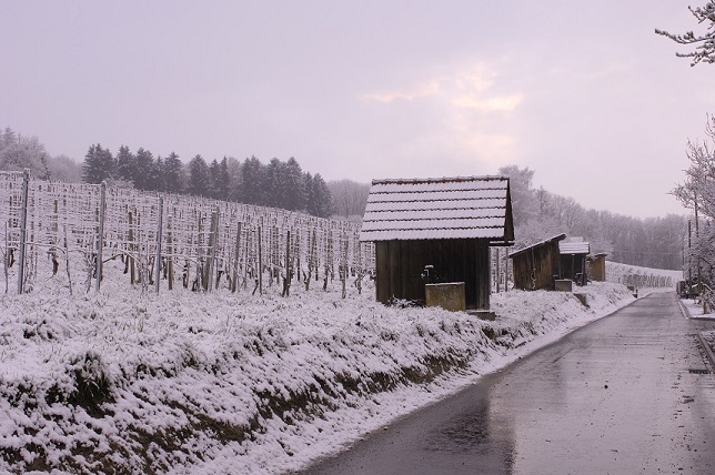 Weinberg im Winter